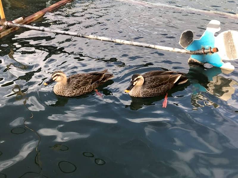 カルガモ　泳いでいる様子